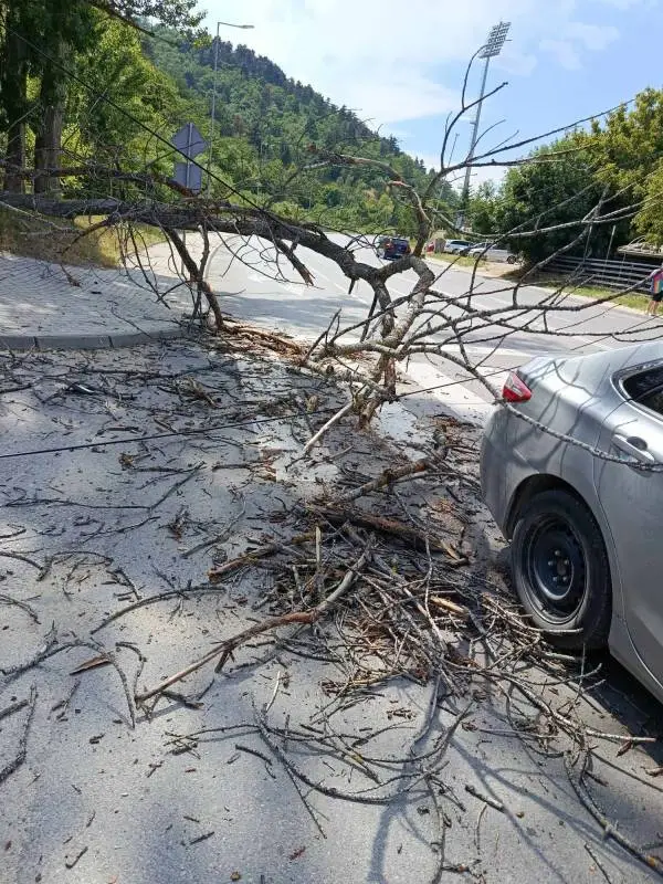 Дрво се сруши врз автомобил во движење  во Битола за среќа нема повредени