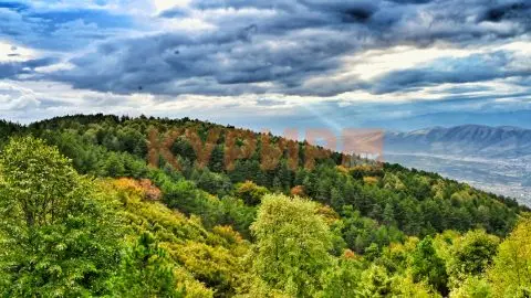 Целоснo се забранува движење во шумите од почетокот на јули до крајот на август