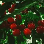 Сезона на вишни: Суперовошје што го чува срцето и го подобрува сонот