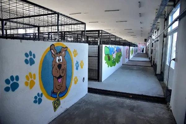 ЈП „Лајка“ почнува кампања за удомување на кучињата кои со години чекаат дом