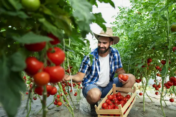 Трик за жар црвен домат, со неодолив вкус: Кое време во денот е најдобро за прихрана?