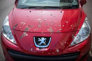 Птичјиот измет може трајно да го оштети лакот на автомобилот — еве како безбедно да го отстраните