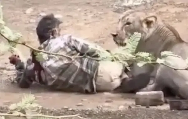 Лавица го нападна и половина час го држи во канџите- сите посматраат, додека човекот не направи нешто неочекувано (ВИДЕО)