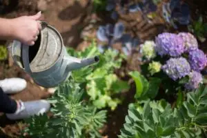 Ако вашите цвеќиња не цветаат, веројатно правите една честа грешка