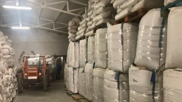 Половина ориз неоткупен, СДСМ тврди дека владата ги уништува производителите