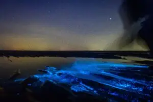 ВИДЕО | Морето што свети во темнината навистина постои – еве каде може да го видите овој природен спектакл