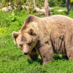 Ресенчанец нападнат од мечка додека собирал печурки во Курбиново