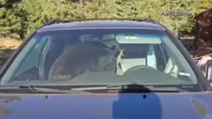 ВИДЕО | Мечка се заклучила во автомобил и цела ноќ свирела на сирената