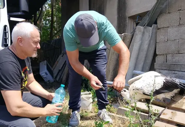 Млади штркови паднале од гнездата во невреме, ги згрижија вработени во Општина Чешиново-Облешево