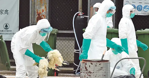 Австралија предупредува на ширење на птичјиот грип H5N1 по масовното угинување на морски птици