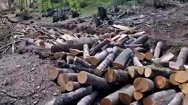 Скопјанец загина при дива сеча на дрва во Струшко, полицијата поднесе кривична пријава против работодавачот