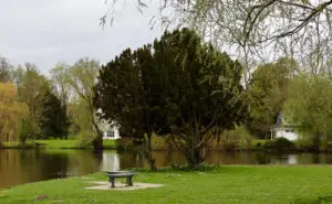 Откриено е дрво старо 1.100 години во Германија — веројатно е најстарото во државата