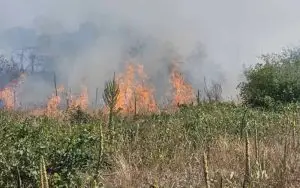 Пожари во Брњарци и Волково, гори ниска вегетација