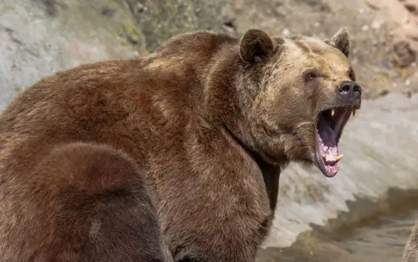 Девојка била масакрирана од мечка пред својот вереник- ѕверот ја извлекол од шаторот додека спиела (ФОТО)