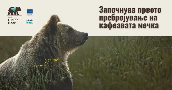 Колку мечки има во Македонија?