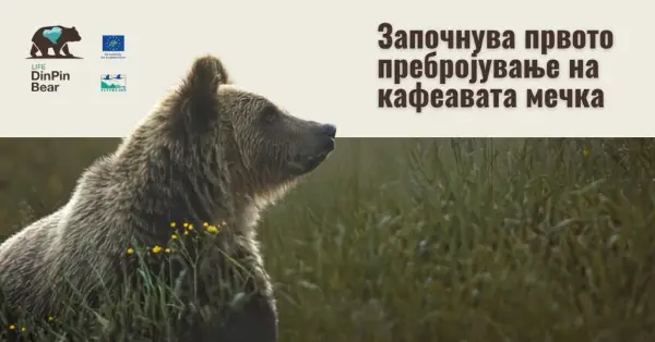 Започнува пребројувањето на кафеавата мечка во Македонија