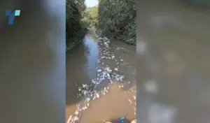 (Видео) Огромни количини отпад пловат низ Вардар – најмногу ѓубре има кај тетовско Сиричино