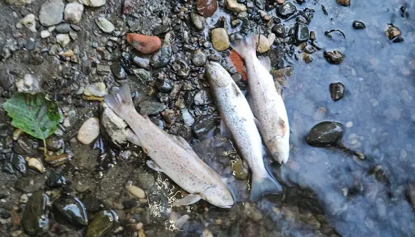 (ФОТО) Угинати риба во реката Треска, се бараат итни анализи на водата