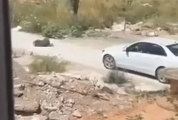 Скопјанката Сашка Стојановска која со автомобил во Улцин усмрти куче е осудена на 45 дена затвор