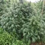 Си направиле цела плантажа со канабис сред струмичко, во полициска акција откриени 680кг стебла