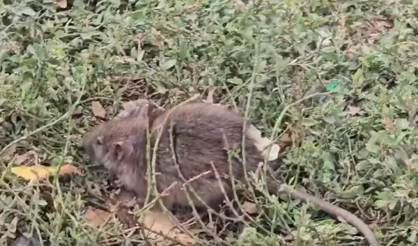 ВИДЕО: Стаорци снимени покрај детско игралиште во Кисела Вода
