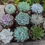 Како успешно да одгледаш чувар куќа?!