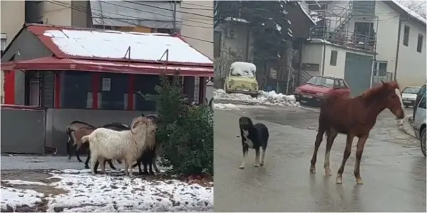 ЈАС СЕ ЧУВСТВУВАМ НЕМОЌЕН ЗА КОЊИТЕ И КОЗИТЕ НИЗ УЛИЦИТЕ, АКЦИИТЕ НА ИНСПЕКТОРИТЕ НЕКОЛКУ ПАТИ БИЛЕ ПРОВАЛЕНИ, ВЕЛИ БИТОЛСКИОТ ГРАДОНАЧАЛНИК