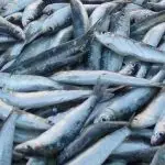Риболовците на Треска од утре под забрана – за прекршителите казна од 250 евра