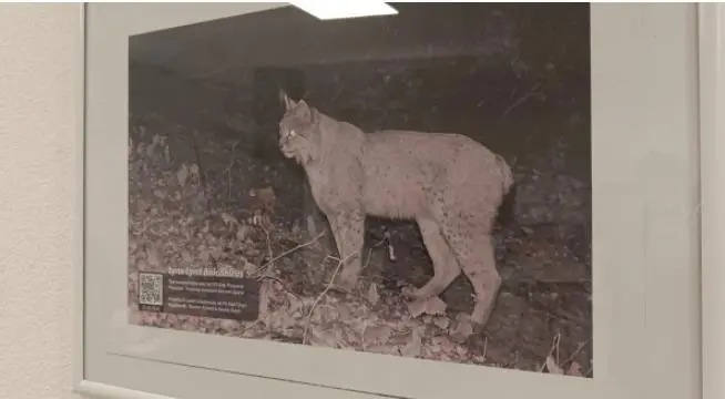 Изложба за балканскиот рис од 6 до 21 ноември во Тетово