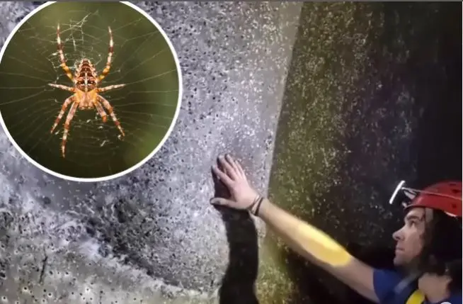Видео: Најголемата пајакова мрежа откриена во пештера на грчко-албанска граница