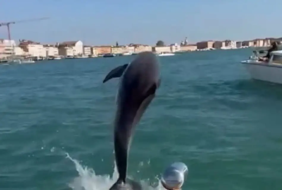 Започна акција за спасување на делфин, кој живее среде Венеција- бродовите може да го убијат (ВИДЕО)