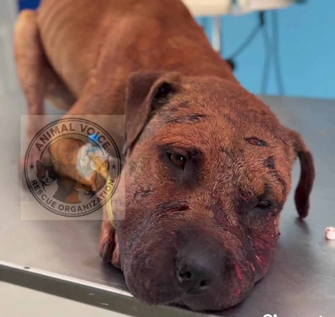 ГРК, КОСОВЕЦ И ДВАЈЦА МАКЕДОНЦИ: Организирале борби со кучиња, ќе одговараат за убивање и мачење животни