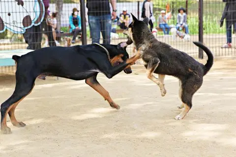 Четири лица ќе одговараат за организирање борби со кучиња