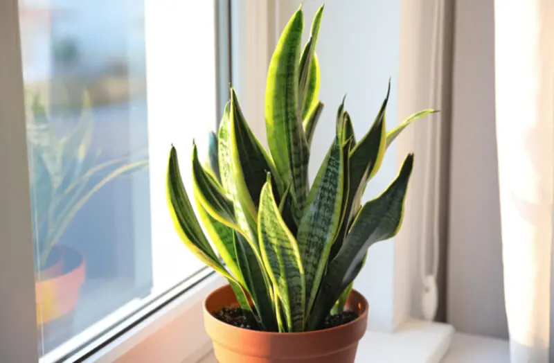 Растенија кои успеваат дури и ако заборавите на нив