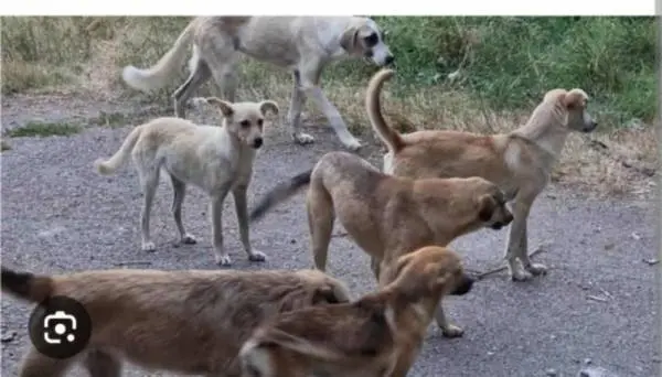 ОЈО Битола покрена обвинение за организаторите на борби со кучиња во село Црнеец