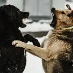 ВО БИТОЛСКО ЦРНЕЕЦ „ЦРНИ“ БОРБИ НА КУЧИЊА