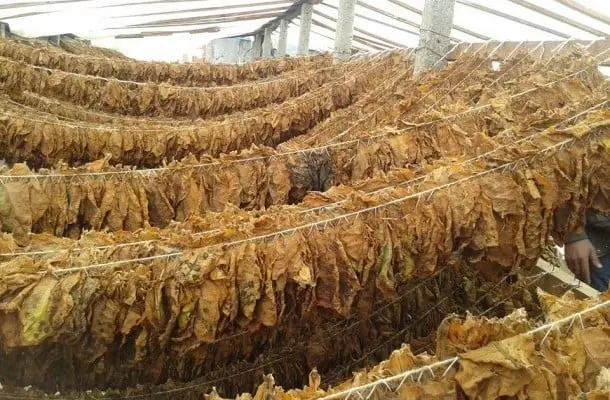 Привршуваат подготовките за откупот на тутунот