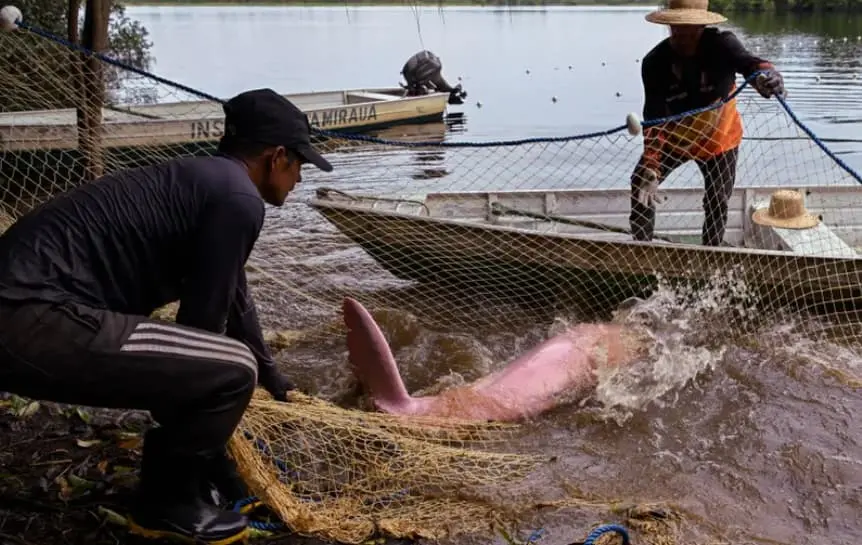 Откриена е причината за масовниот помор на делфините во Бразил: Водата беше потопла отколку во џакузи 
