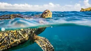 Ретките видови желки кои се вратиле од работ на изумирање