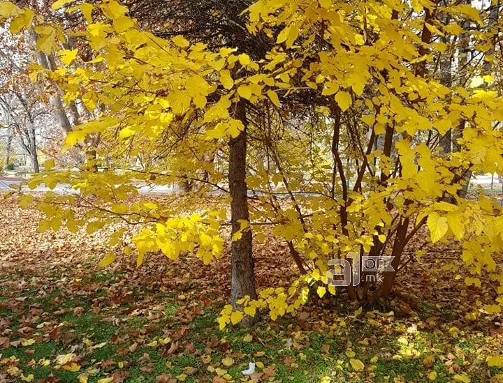 Сончево, претпладне со услови за магла по одделни котлини