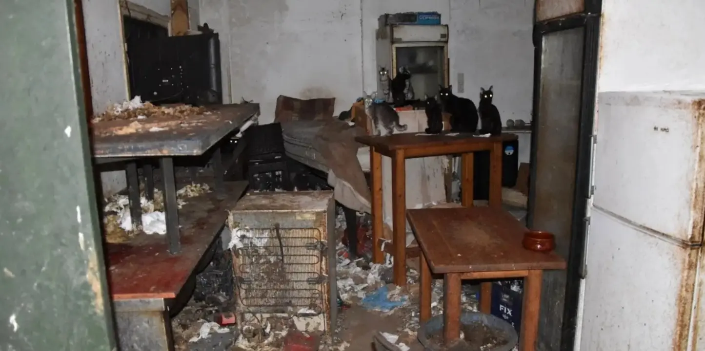 Грк казнет 1,7 милиони евра за суровост кон животни: измачувал десетици мачки