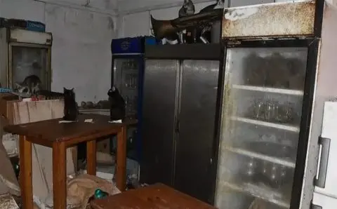 Ужас во Грција: човек затворил 58 мачки и ги мачел, осуден на глоба од 1,7 милион евра