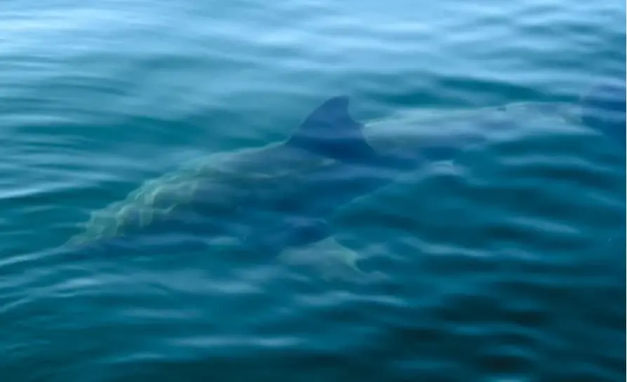 Ајкула од пет метри е снимена во близина на популарно летувалиште, за научниците тоа е одлична вест