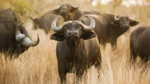 Зошто точно Африка е дом на најголемите животни на планетата