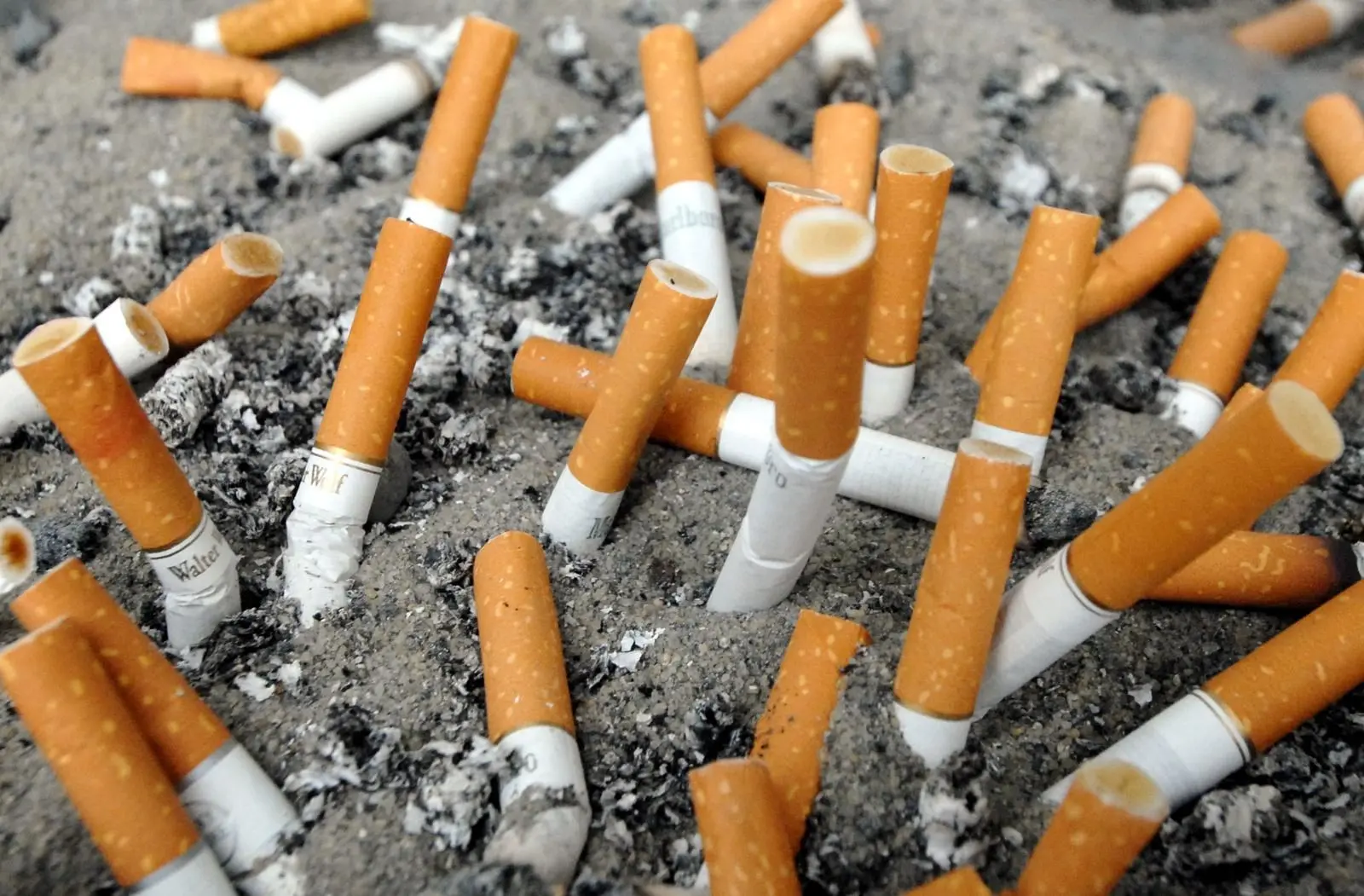 Глобална дебата за пикавци. „Најдобро е филтрите целосно да се забранат“