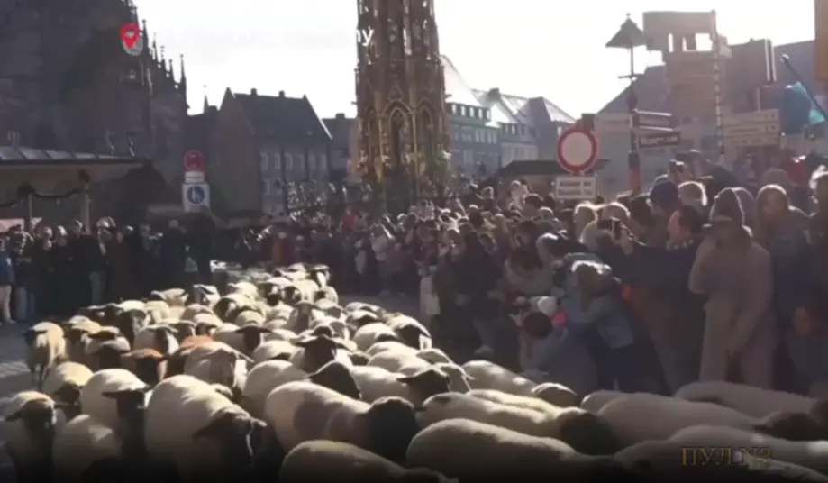 Овци го парализираа центарот на Нирнберг