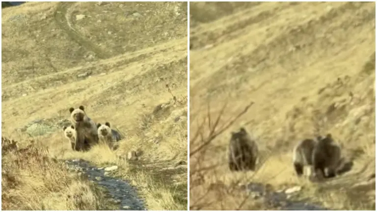 Мечка и две мали мечиња на Шар Планина