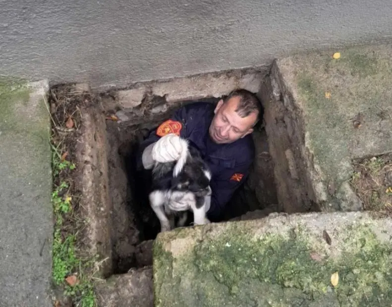 Пожарникарите спасија куче кое паднало во шахта во двор на основно училиште во Старо Нагоричане