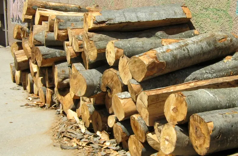 Кривична пријава за вработен во ЈП „Национални шуми“: Одобрил незаконска сеча на дрва