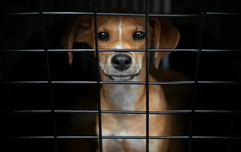 Куче застрела човек со сачмарка во грб- полицајците затекнале бизарна сцена